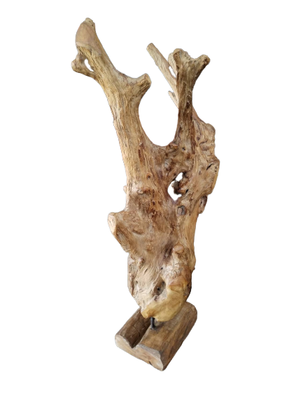 Teak Root on Stand | 2 Sizes Available