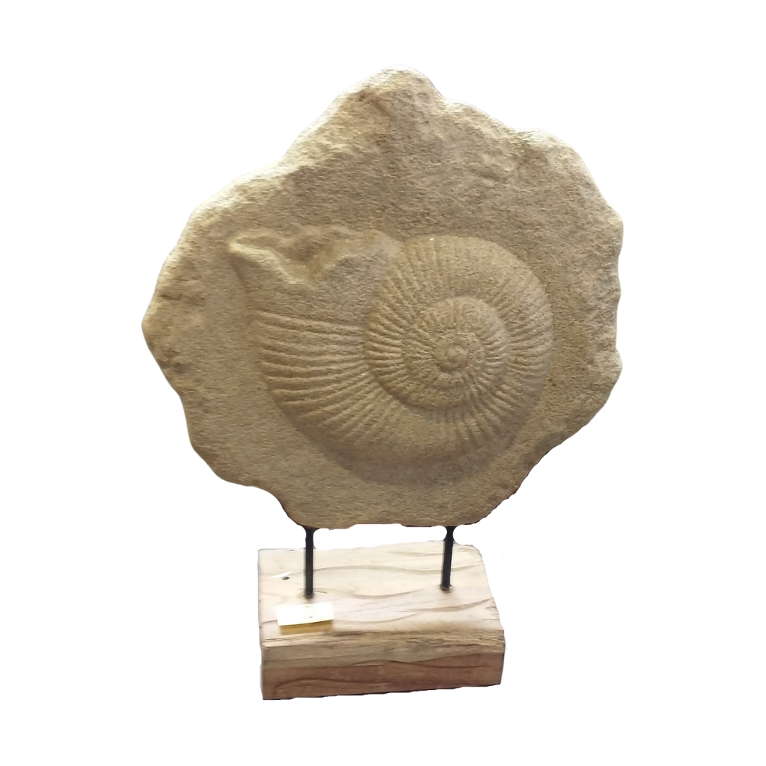 Caracol Ammonite on Stand | 53x40x16 cm
